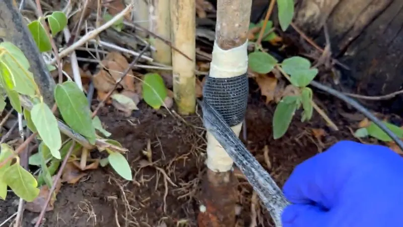 Blue-gloved hand wrapping black tape around a white pipe in a planting bed among leaves